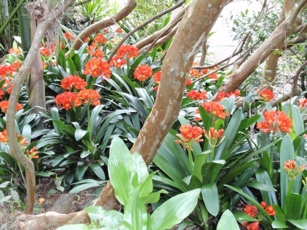 Wharepuke Subtropical Accommodation Kerikeri Esterno foto