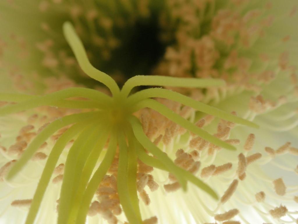 Wharepuke Subtropical Accommodation Kerikeri Esterno foto