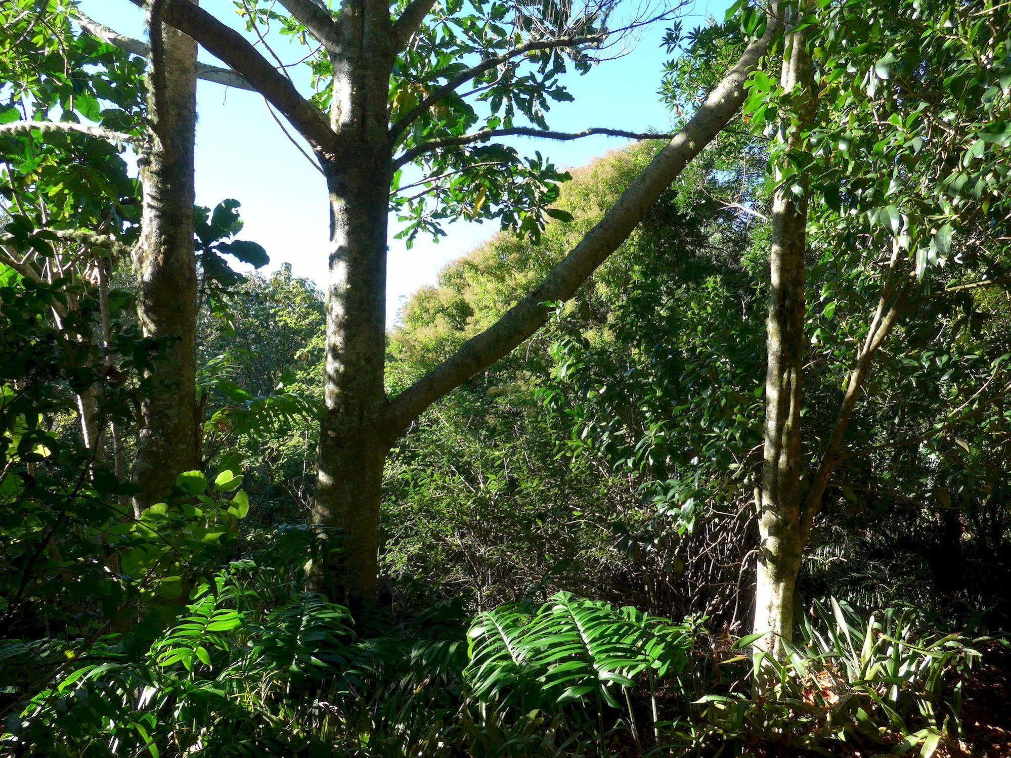 Wharepuke Subtropical Accommodation Kerikeri Esterno foto