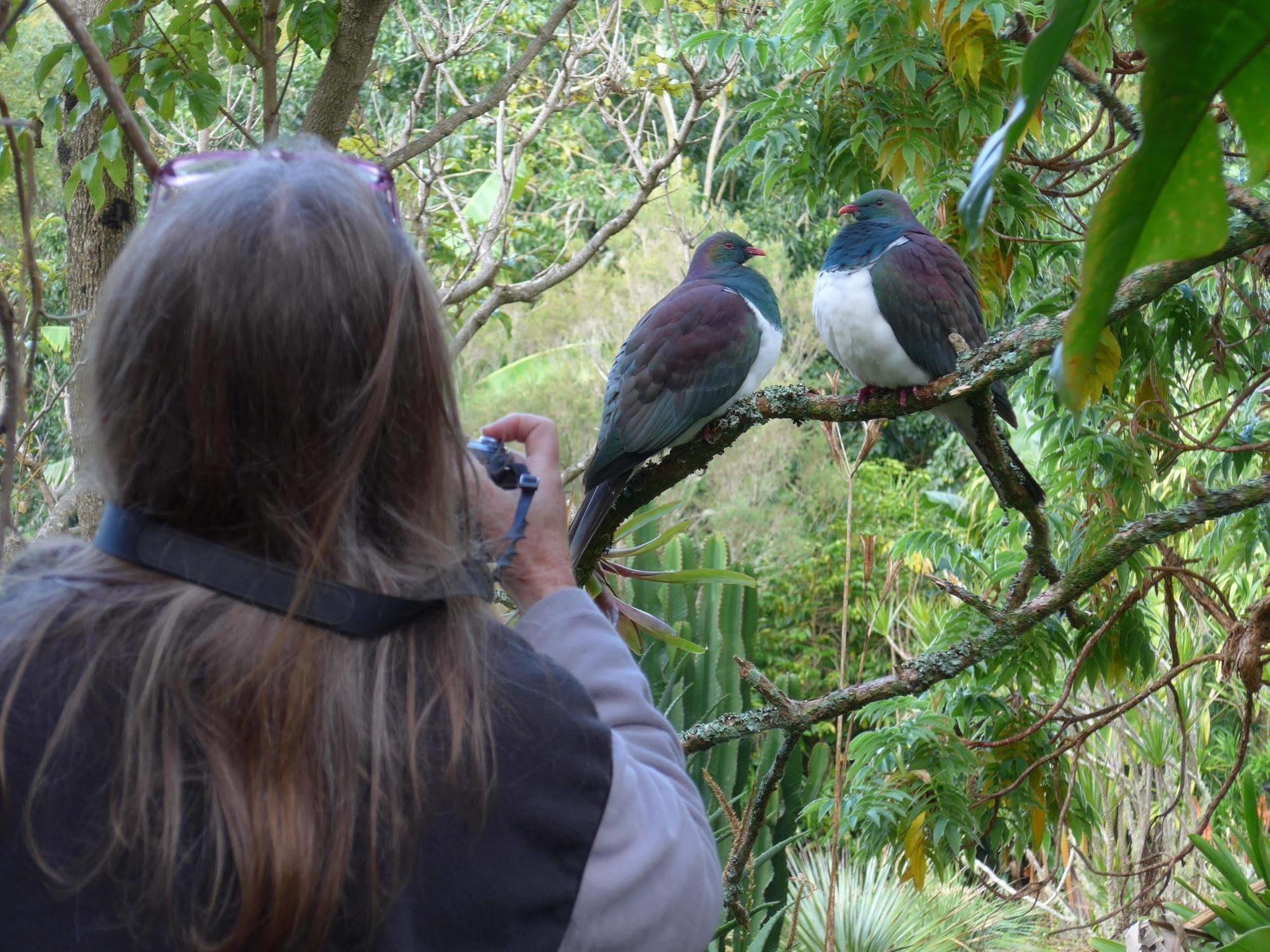 Wharepuke Subtropical Accommodation Kerikeri Esterno foto