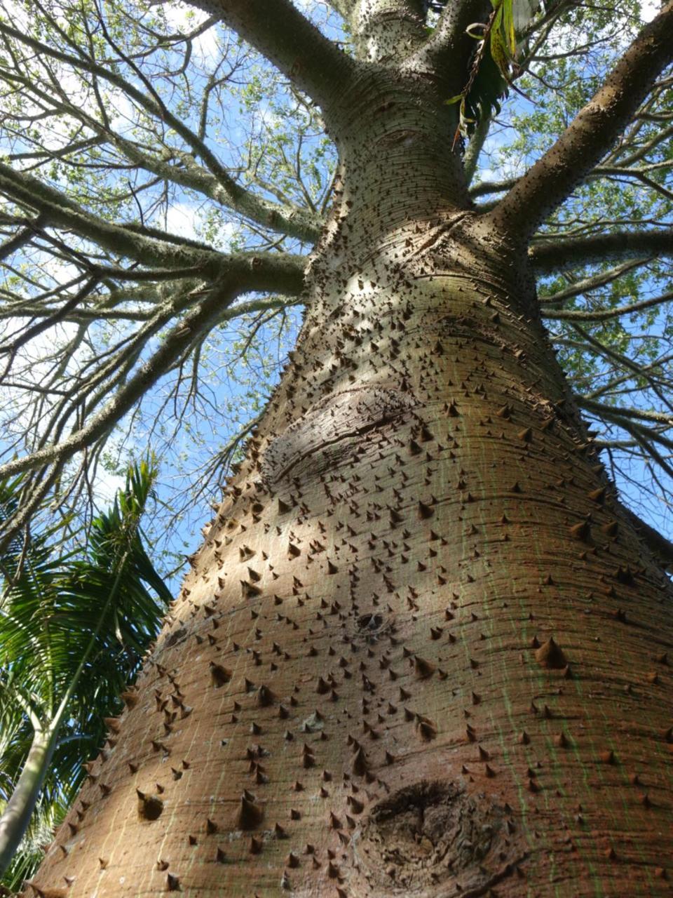 Wharepuke Subtropical Accommodation Kerikeri Esterno foto